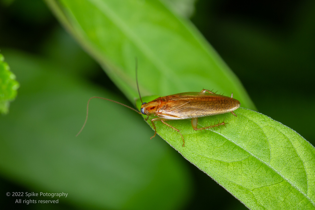 Image of a German Cockroach on a blade of grass